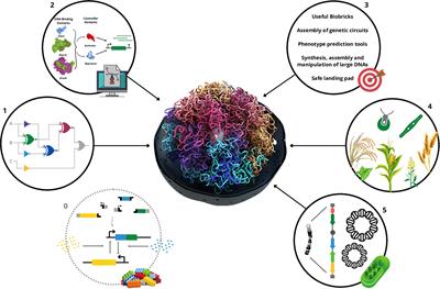 Biocircuits in plants and eukaryotic algae